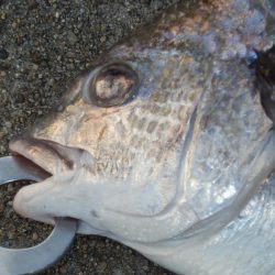 やっと釣れた‼前は⁇A long time ago‼